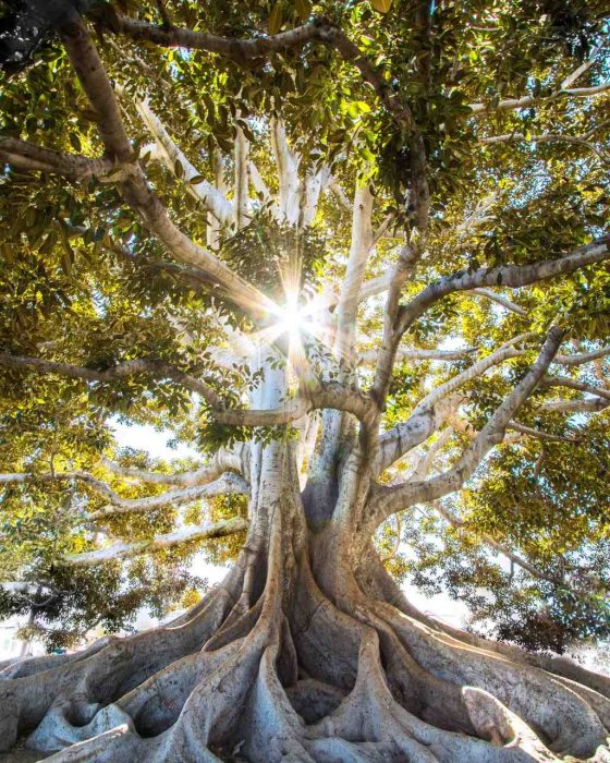 Baum1_50%_komprimiert